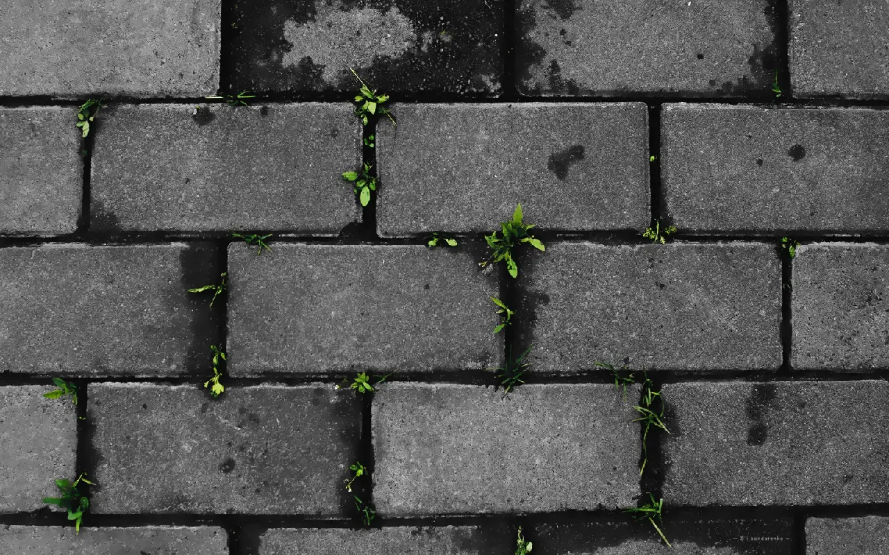 کثیفی‌ های ناشی از گیاهان
